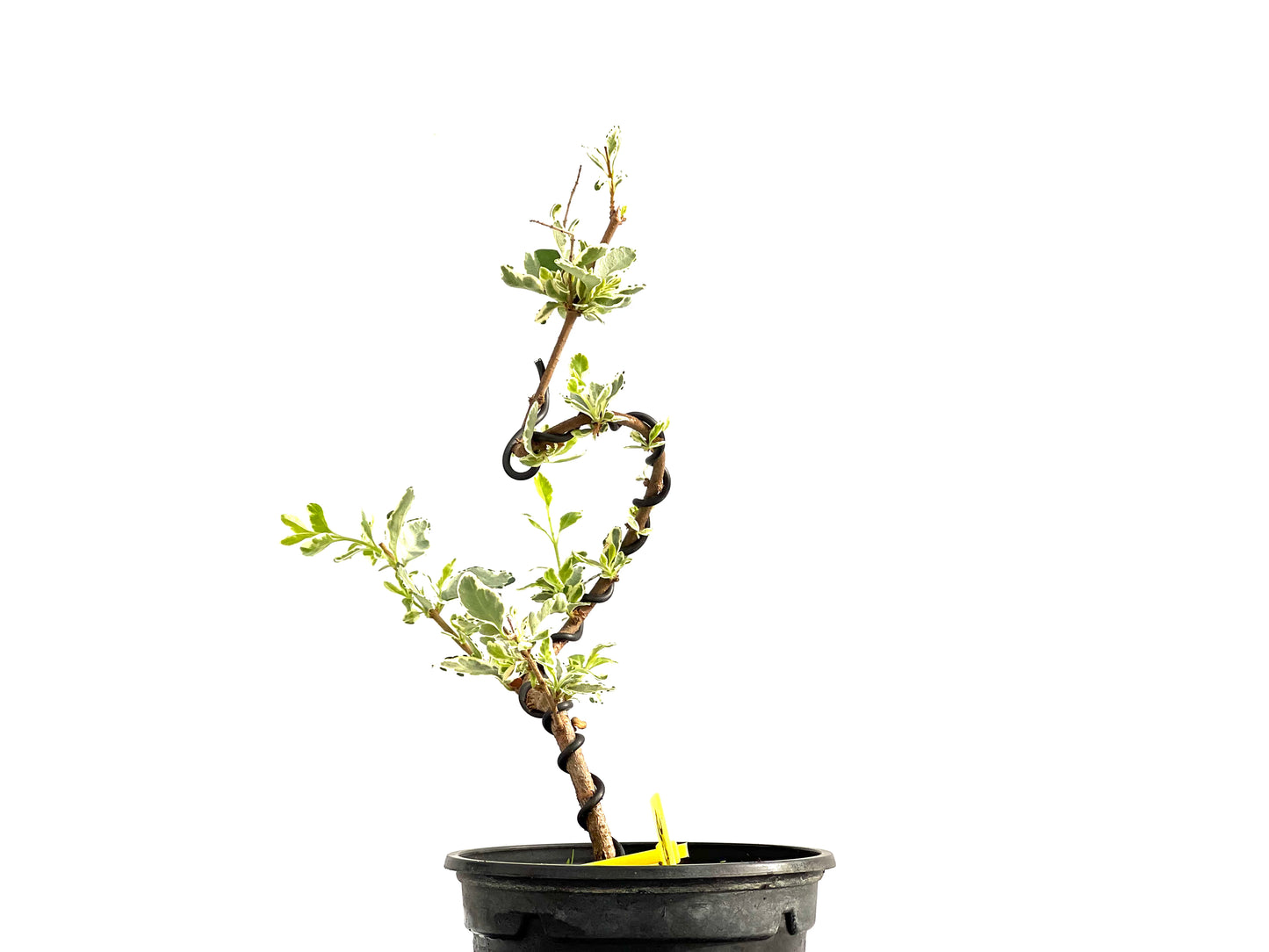Ligustrum Japonicum Variegado 2693