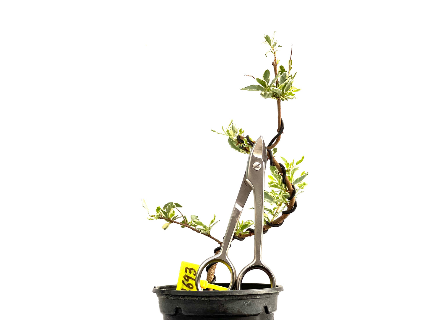 Ligustrum Japonicum Variegado 2693