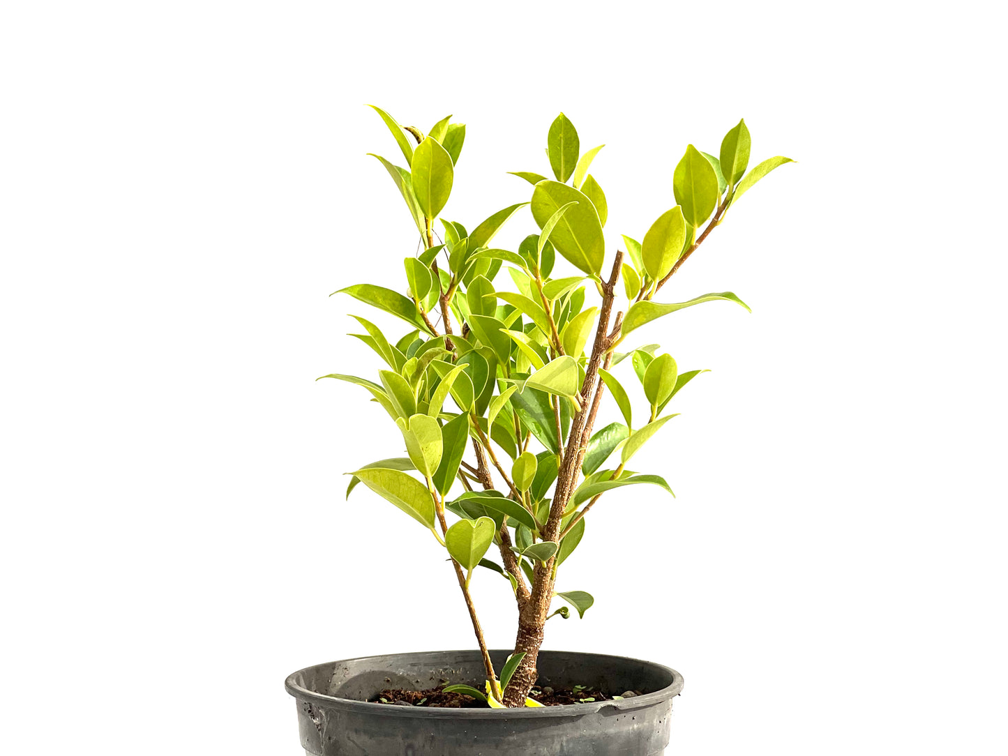 Ficus Tiger Bark 2717