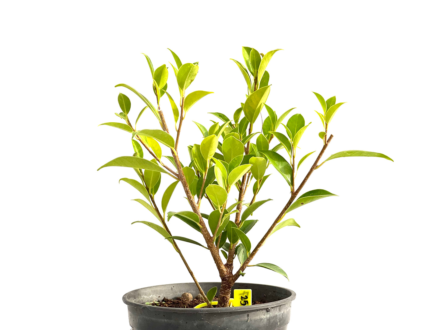 Ficus Tiger Bark 2717