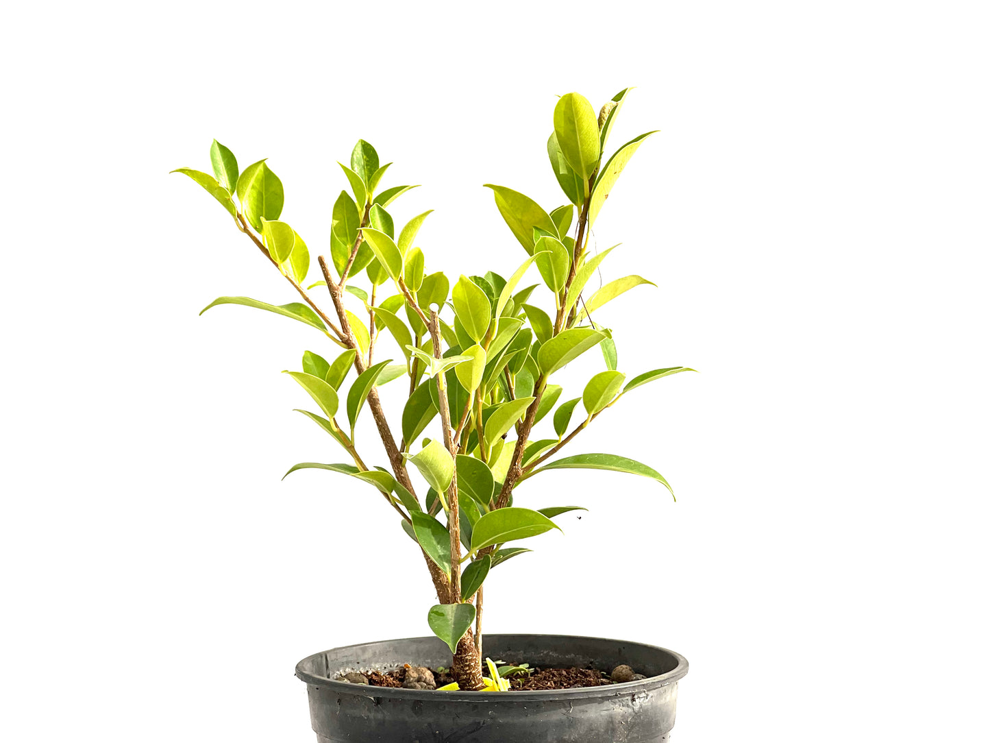 Ficus Tiger Bark 2717