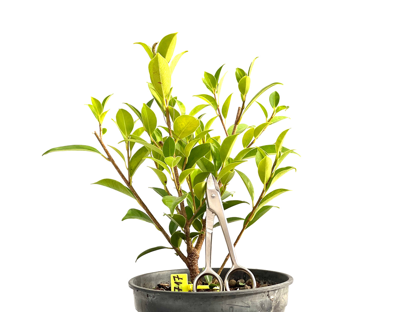 Ficus Tiger Bark 2717