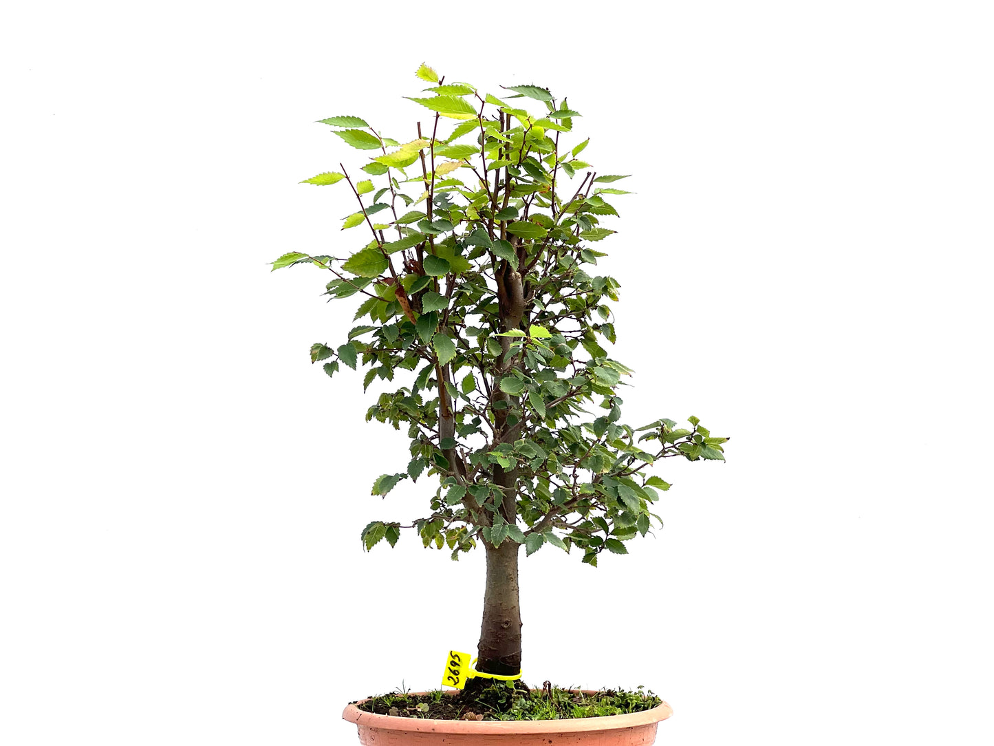 Zelkova Serrata 2695