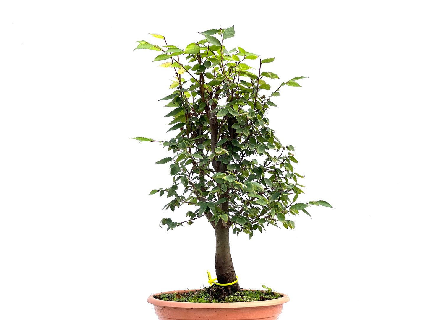 Zelkova Serrata 2695
