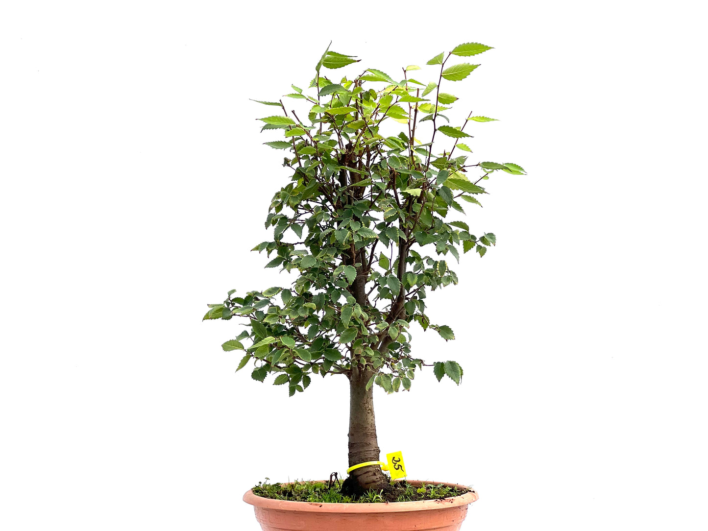 Zelkova Serrata 2695