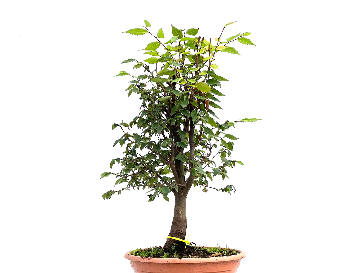 Zelkova Serrata 2695
