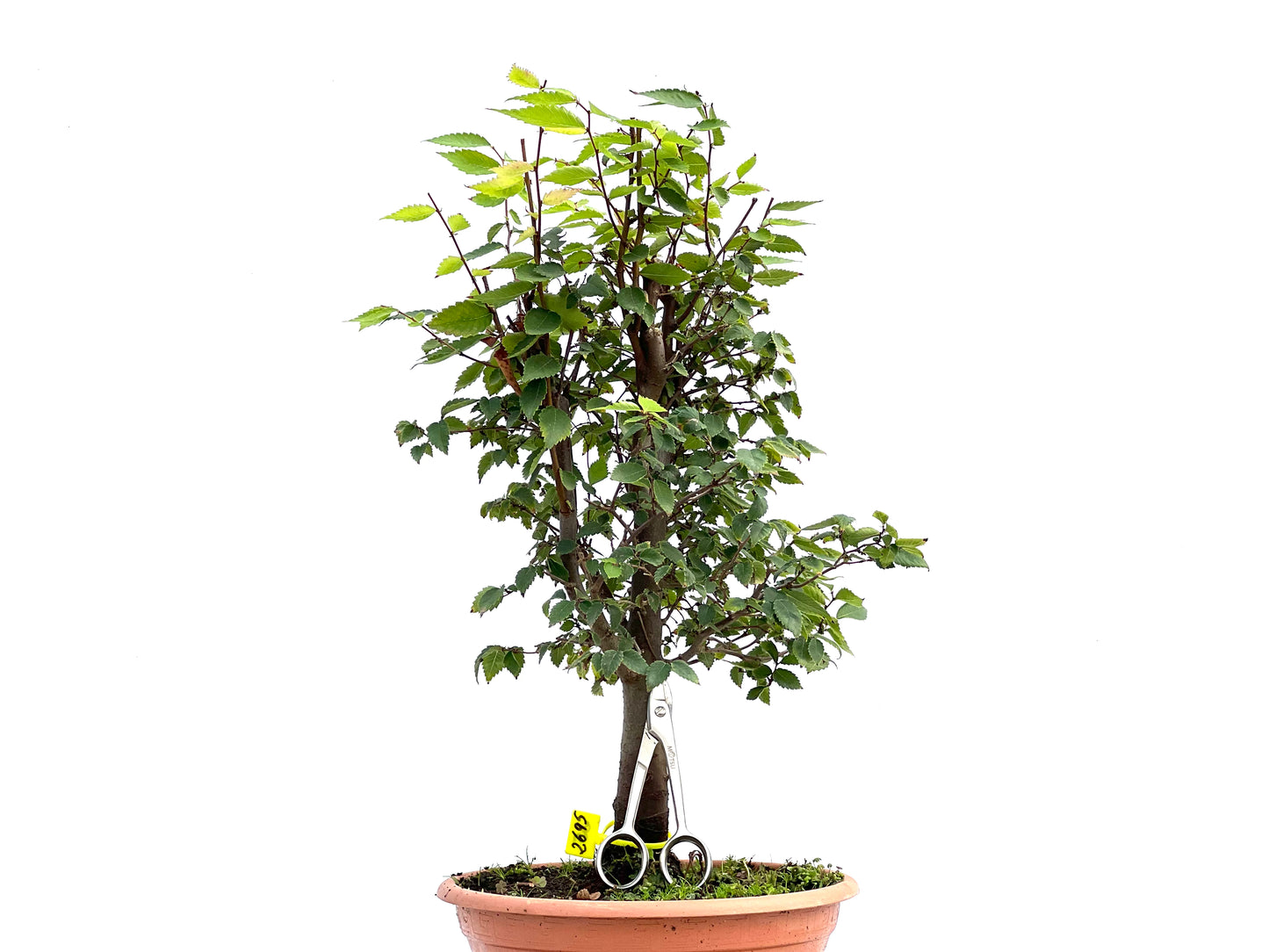 Zelkova Serrata 2695