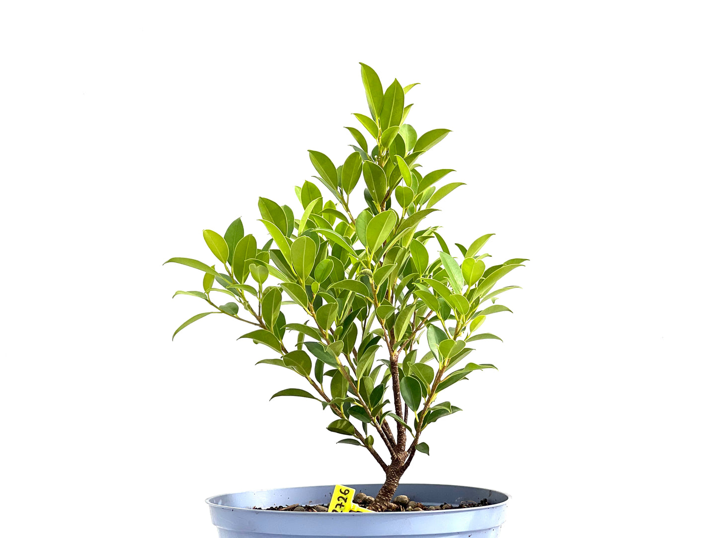 Ficus Tiger Bark 2726