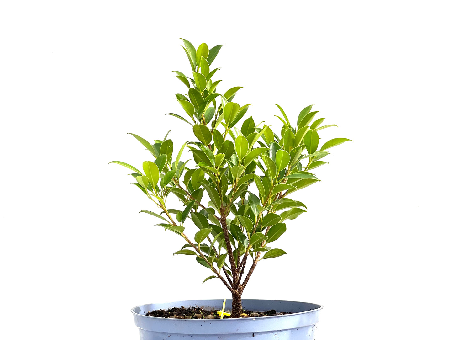 Ficus Tiger Bark 2726