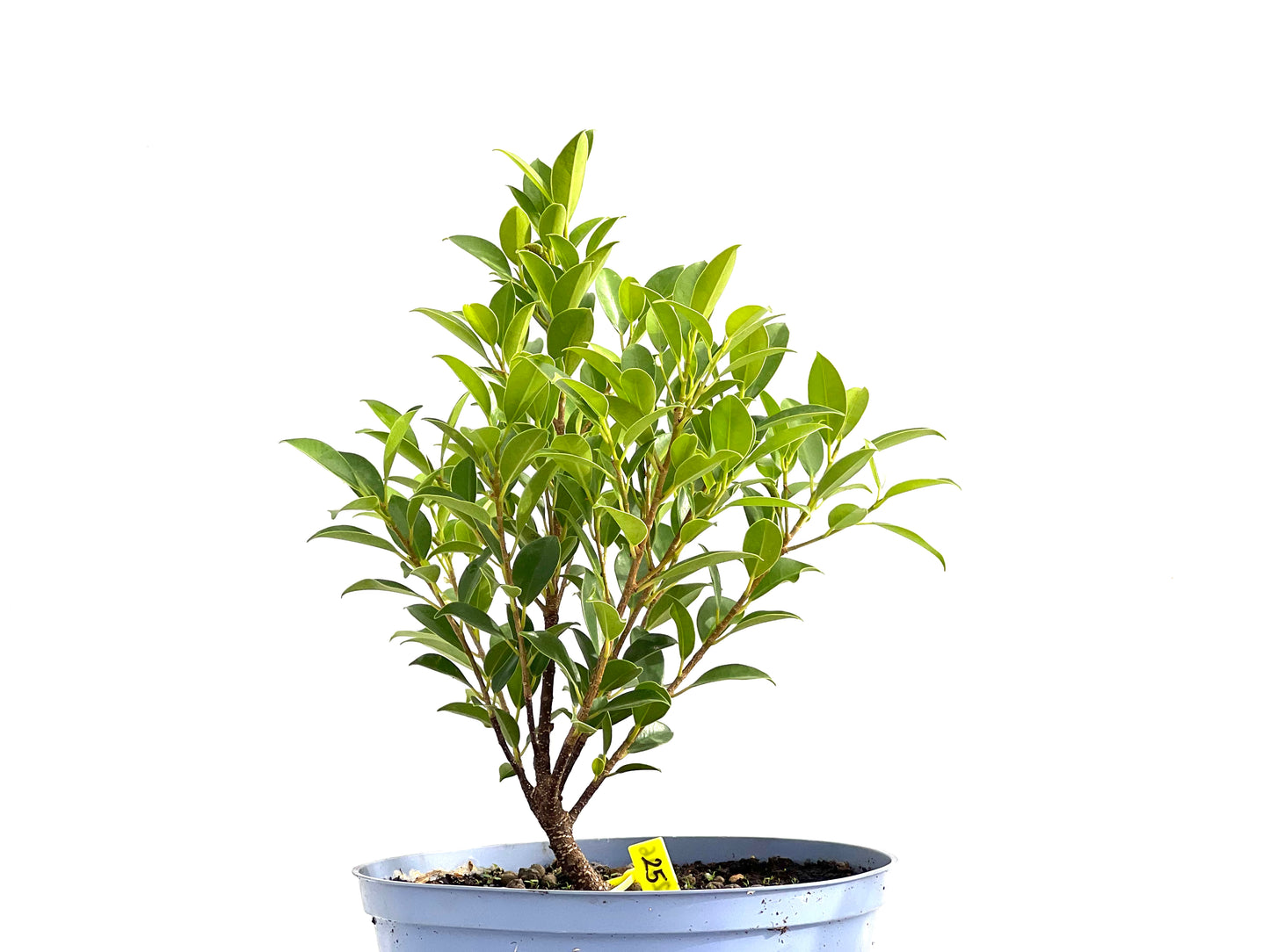 Ficus Tiger Bark 2726