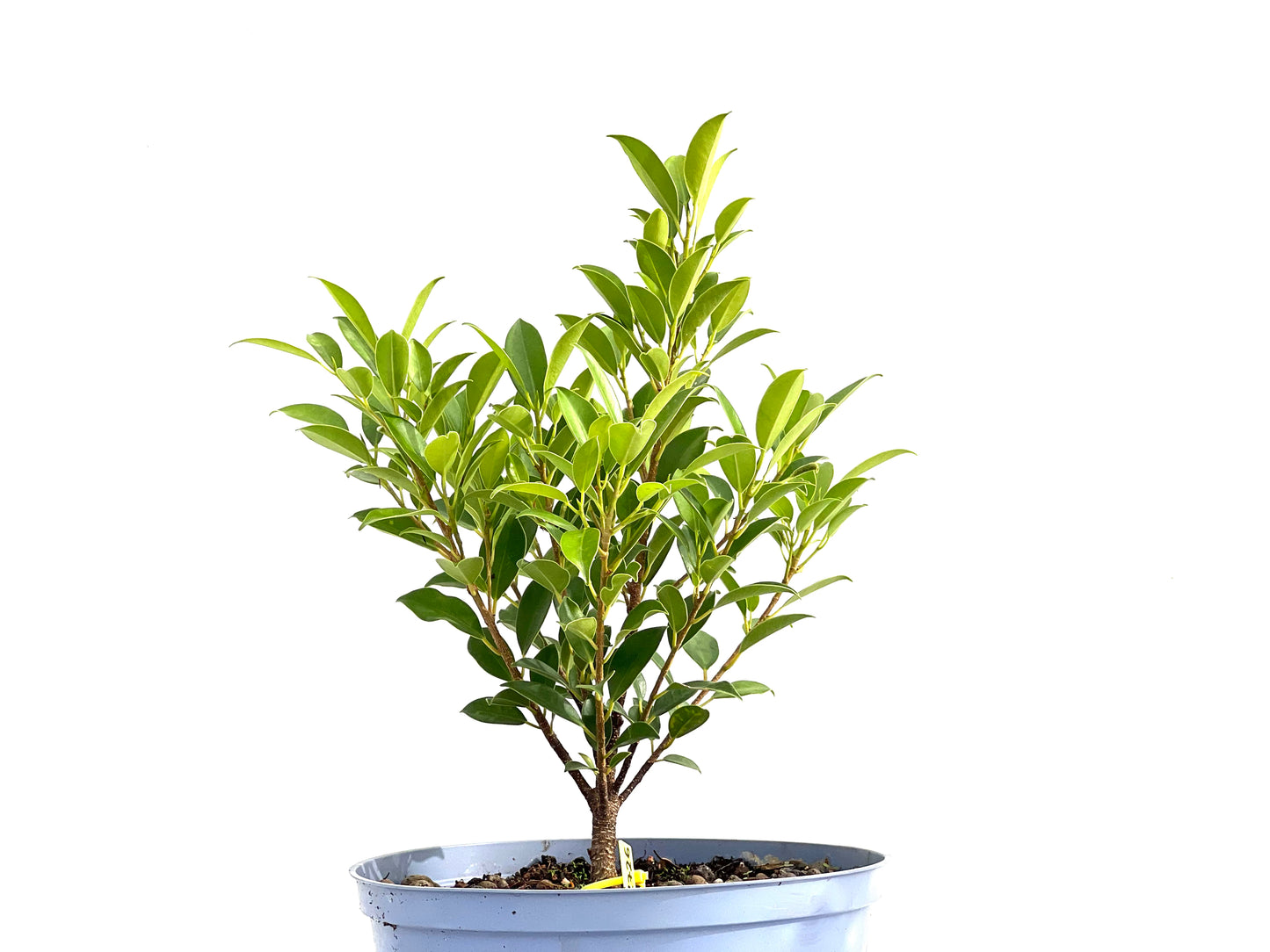 Ficus Tiger Bark 2726