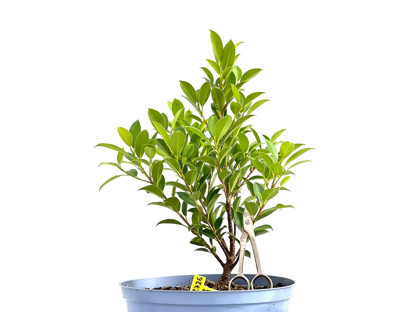 Ficus Tiger Bark 2726