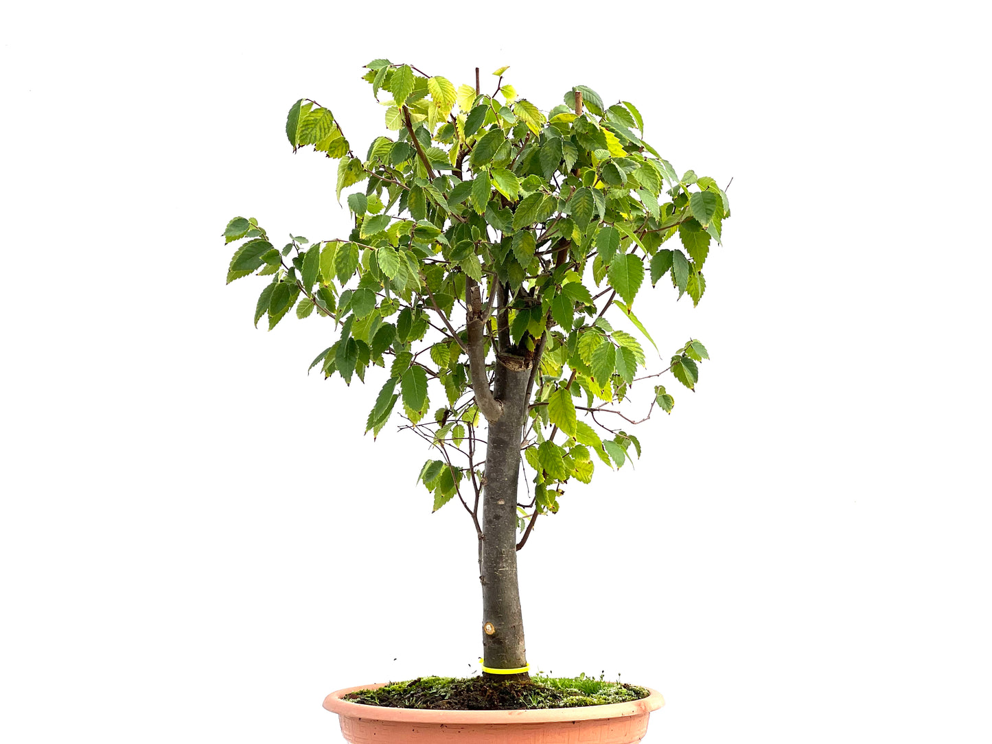 Zelkova Serrata 2696