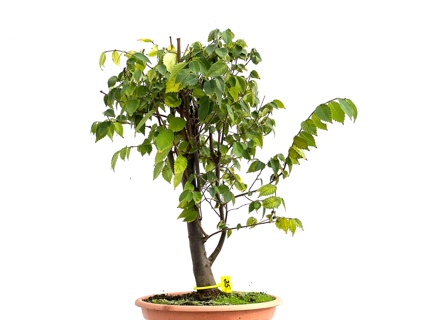 Zelkova Serrata 2696