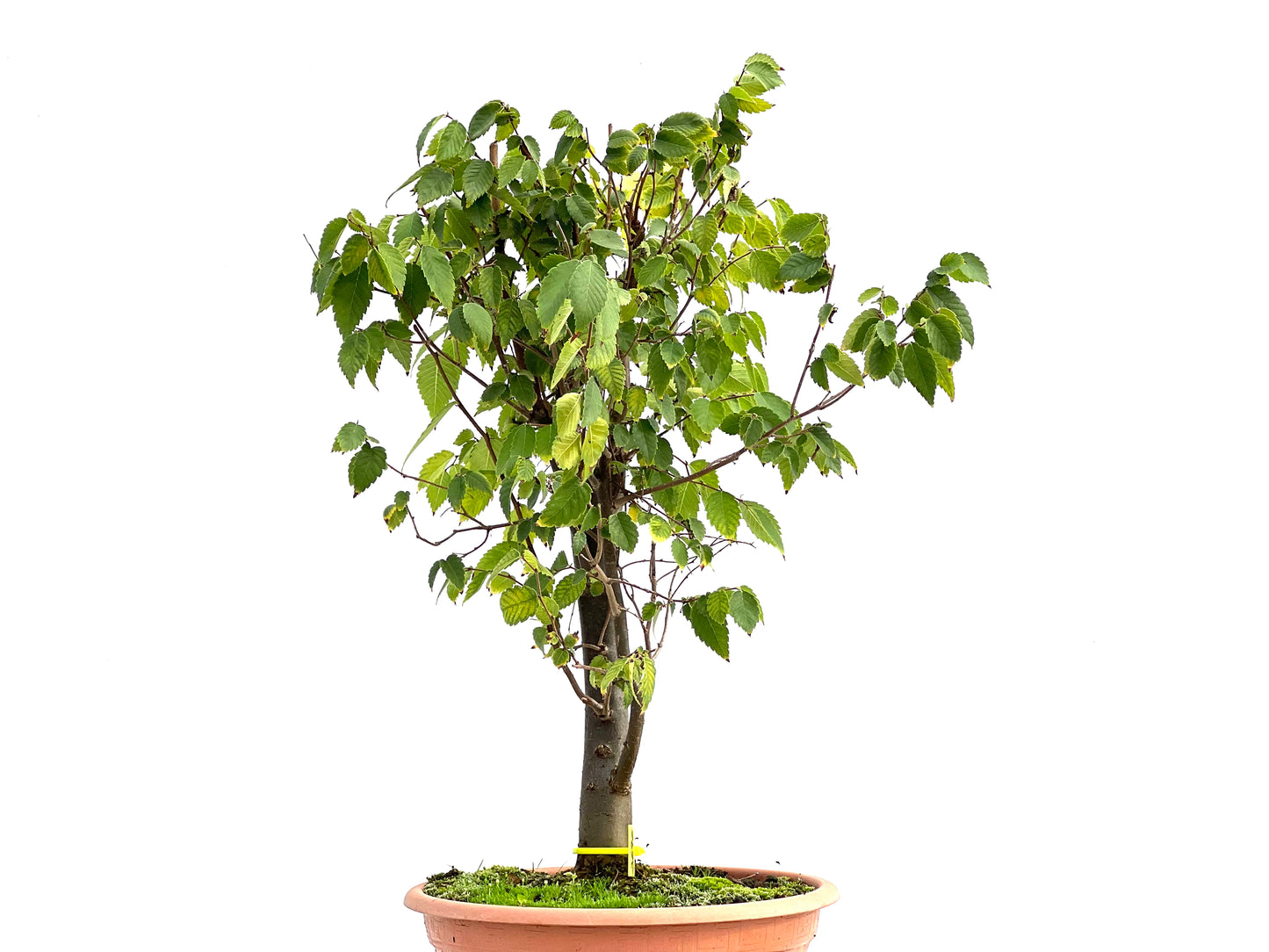 Zelkova Serrata 2696