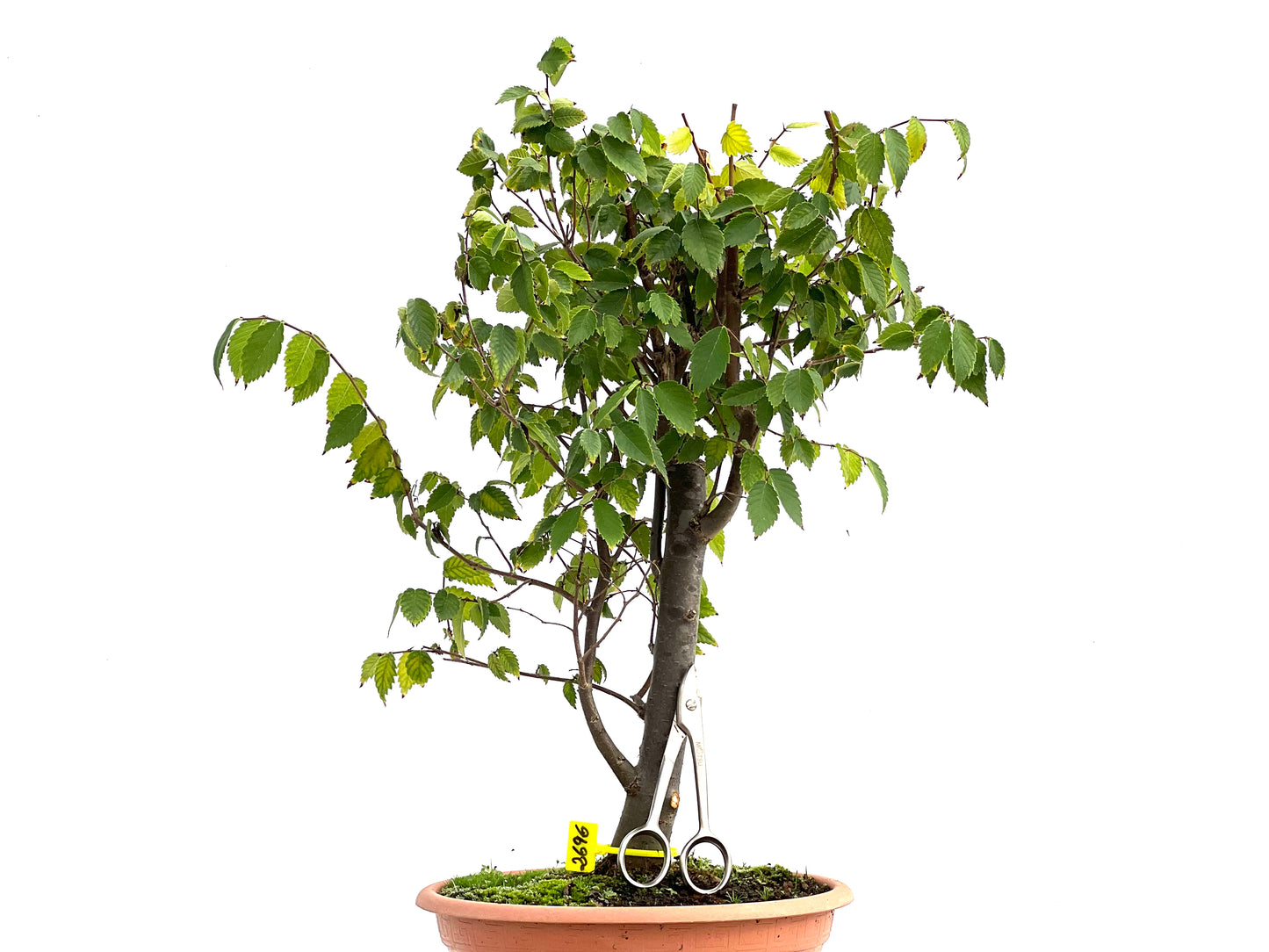 Zelkova Serrata 2696