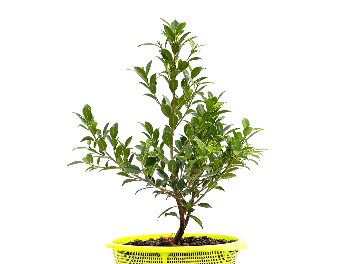 Ficus Tiger Bark 2725