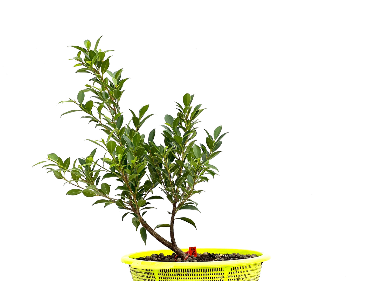 Ficus Tiger Bark 2725