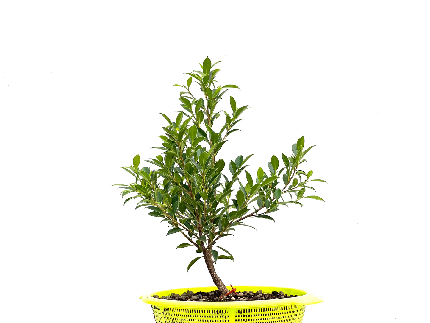Ficus Tiger Bark 2725