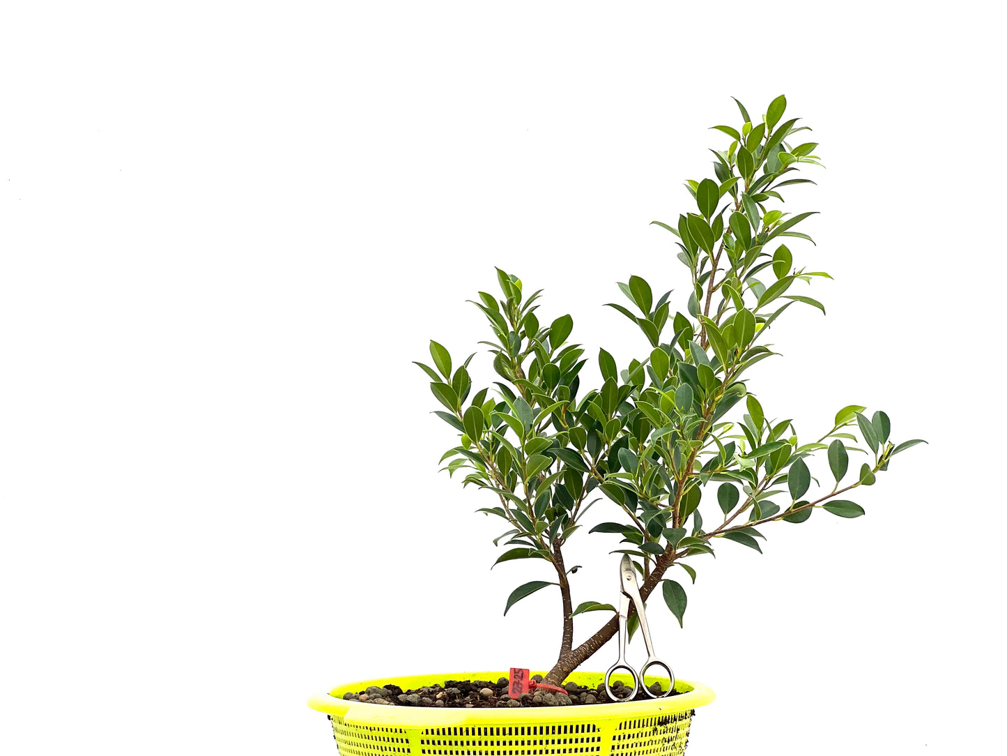 Ficus Tiger Bark 2725