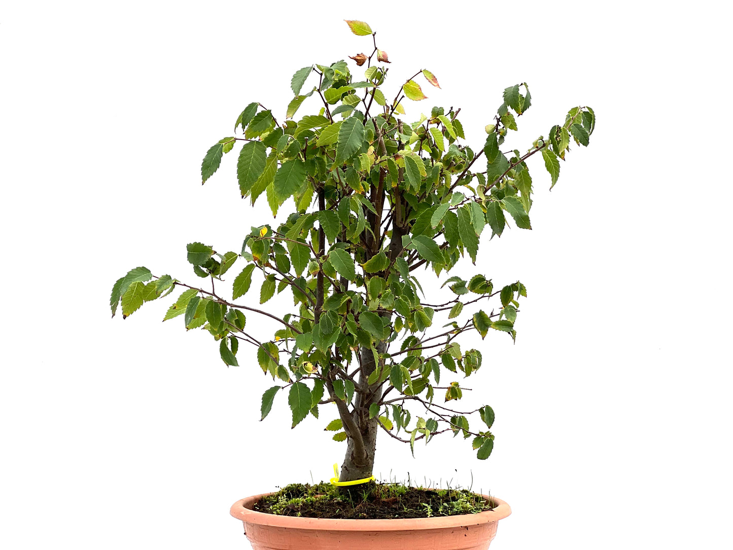 Zelkova Serrata 2692