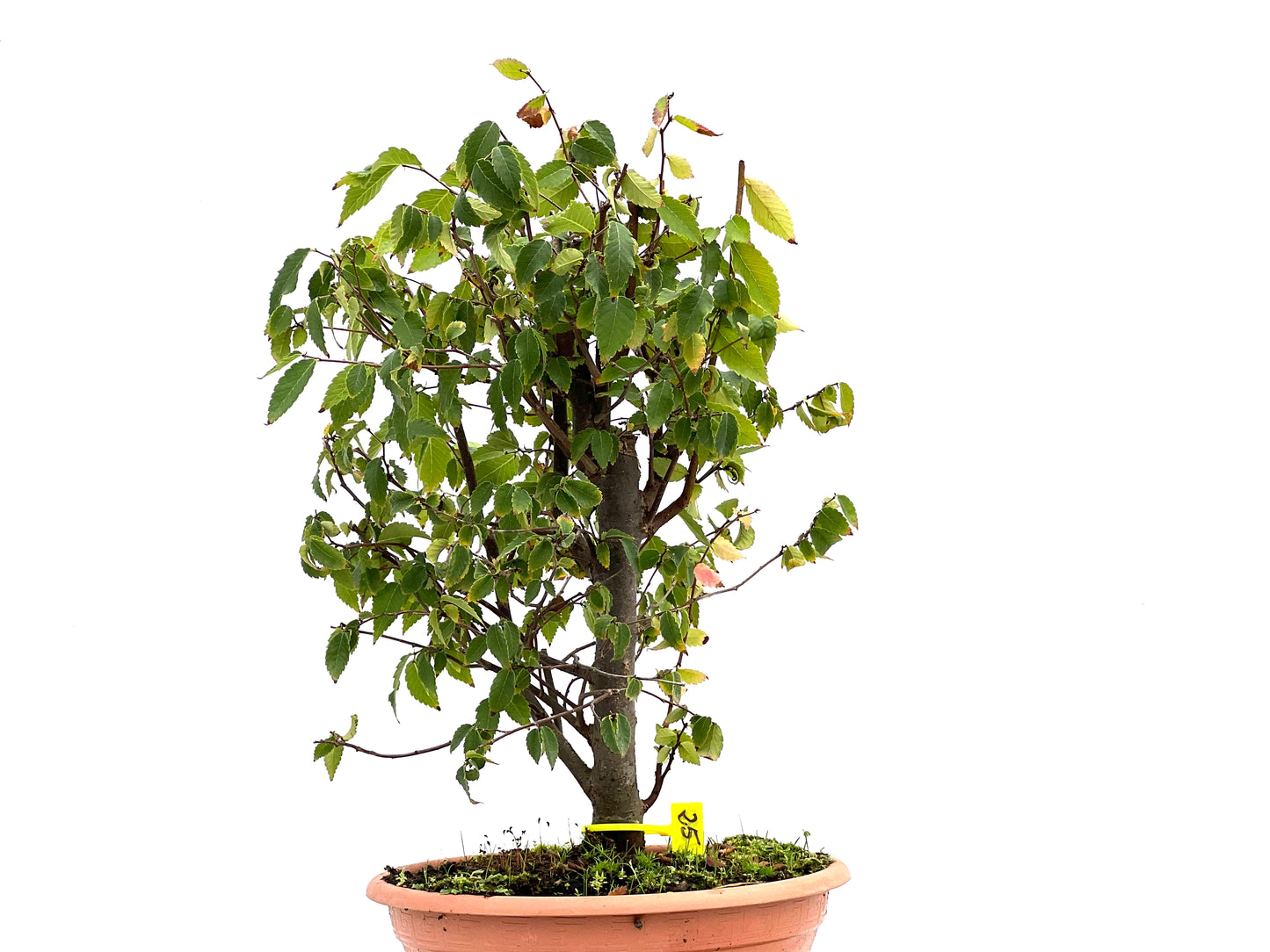 Zelkova Serrata 2692