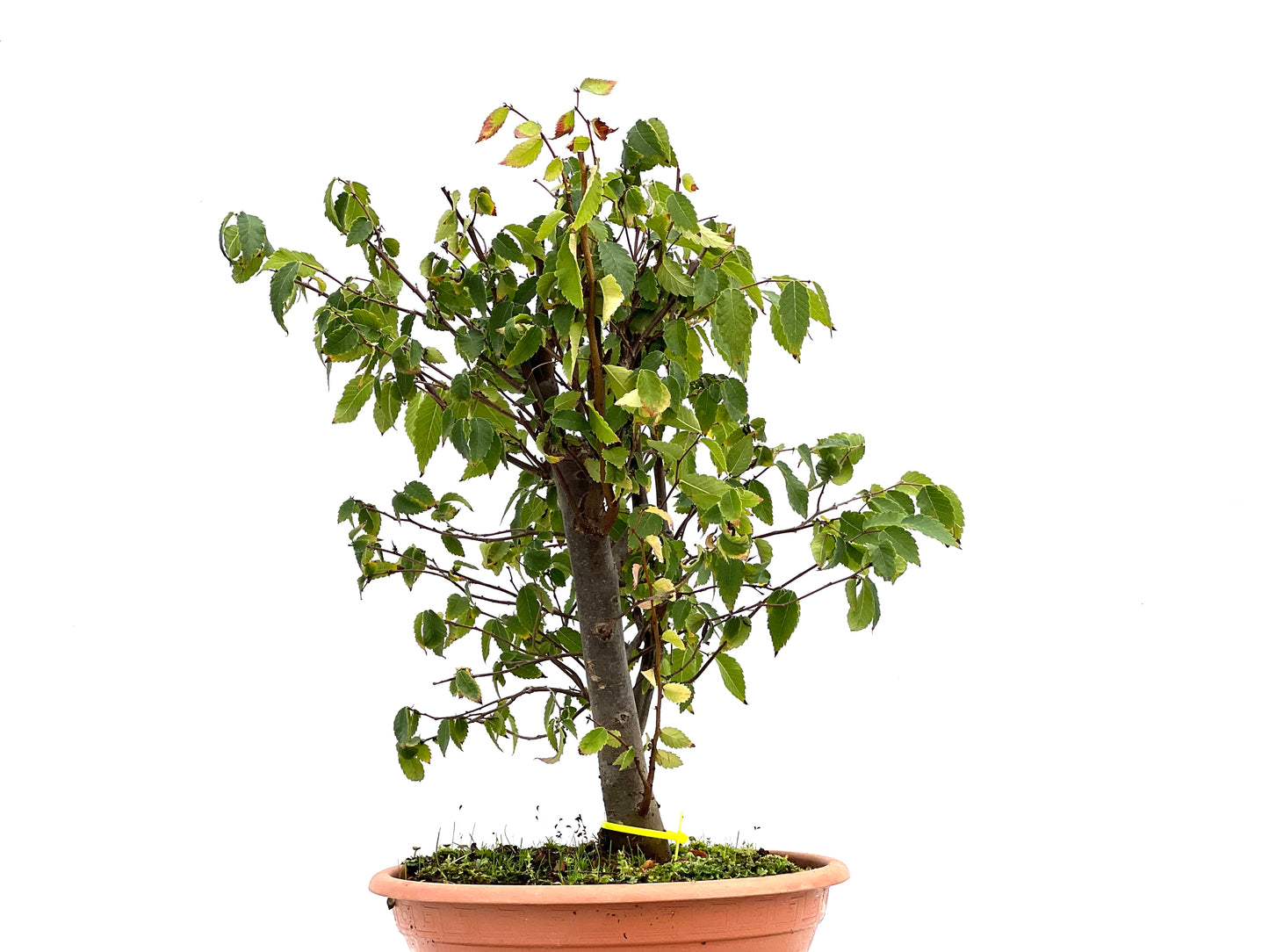 Zelkova Serrata 2692