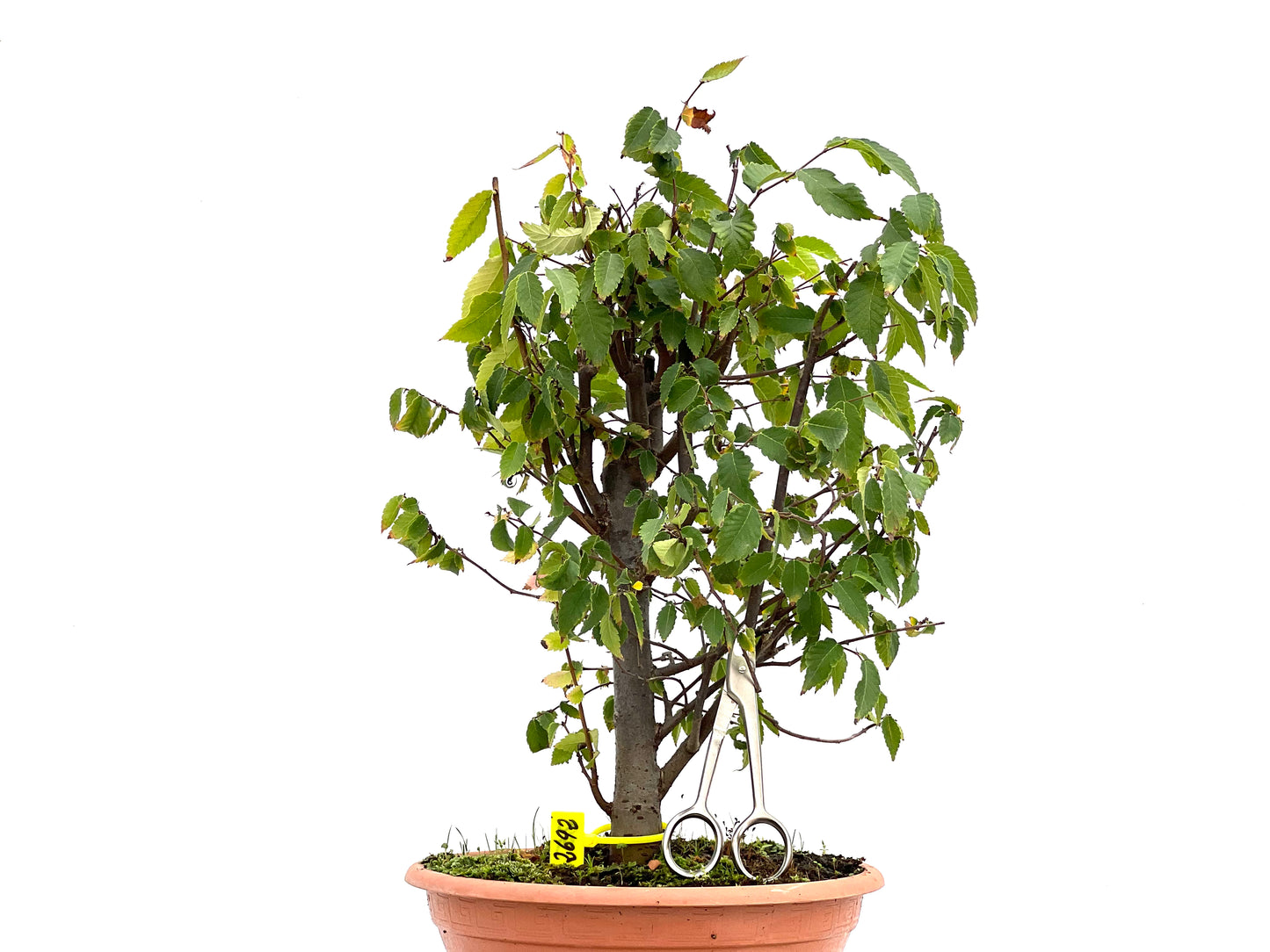 Zelkova Serrata 2692