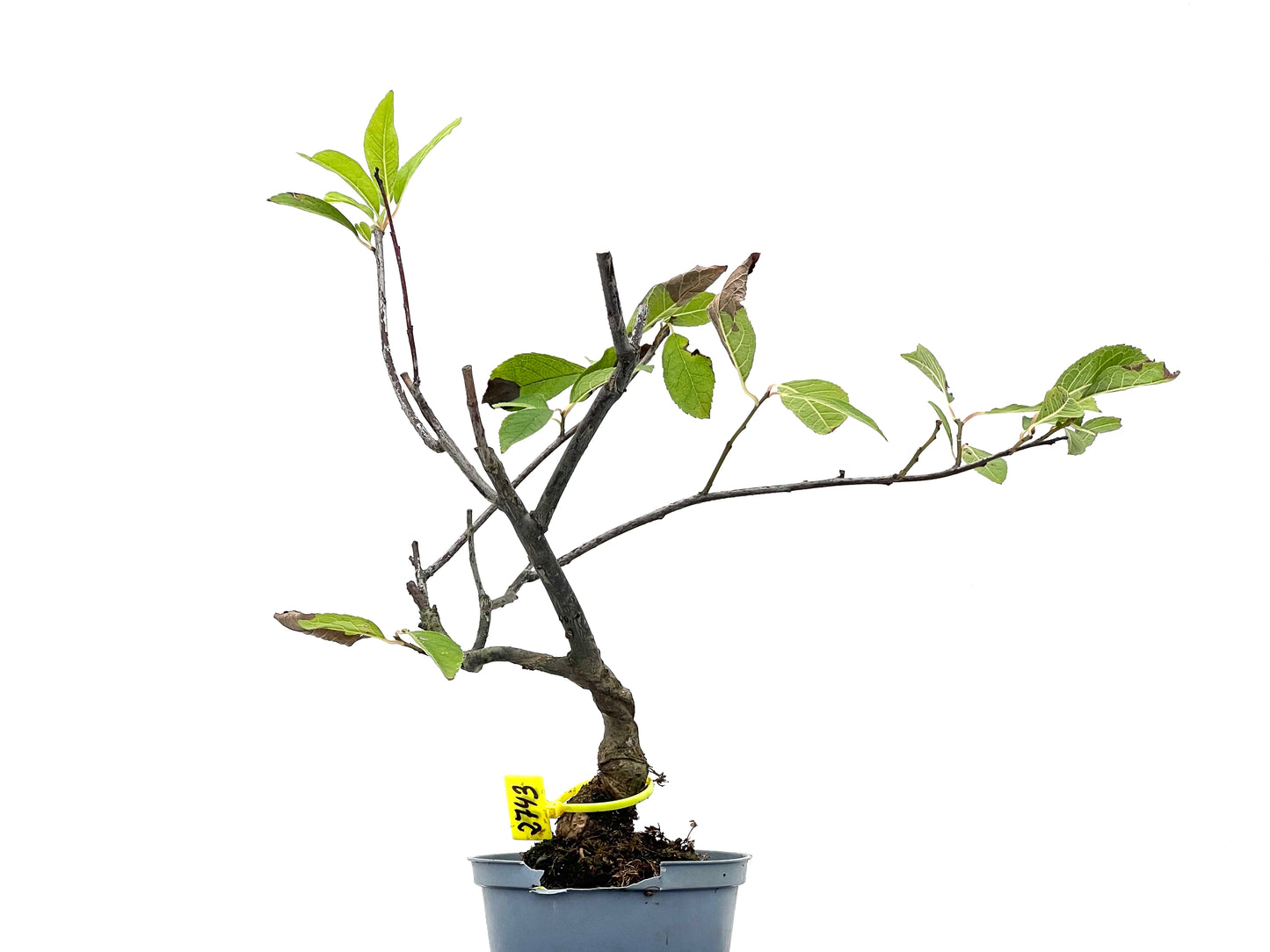 Ilex Verticillata 2743