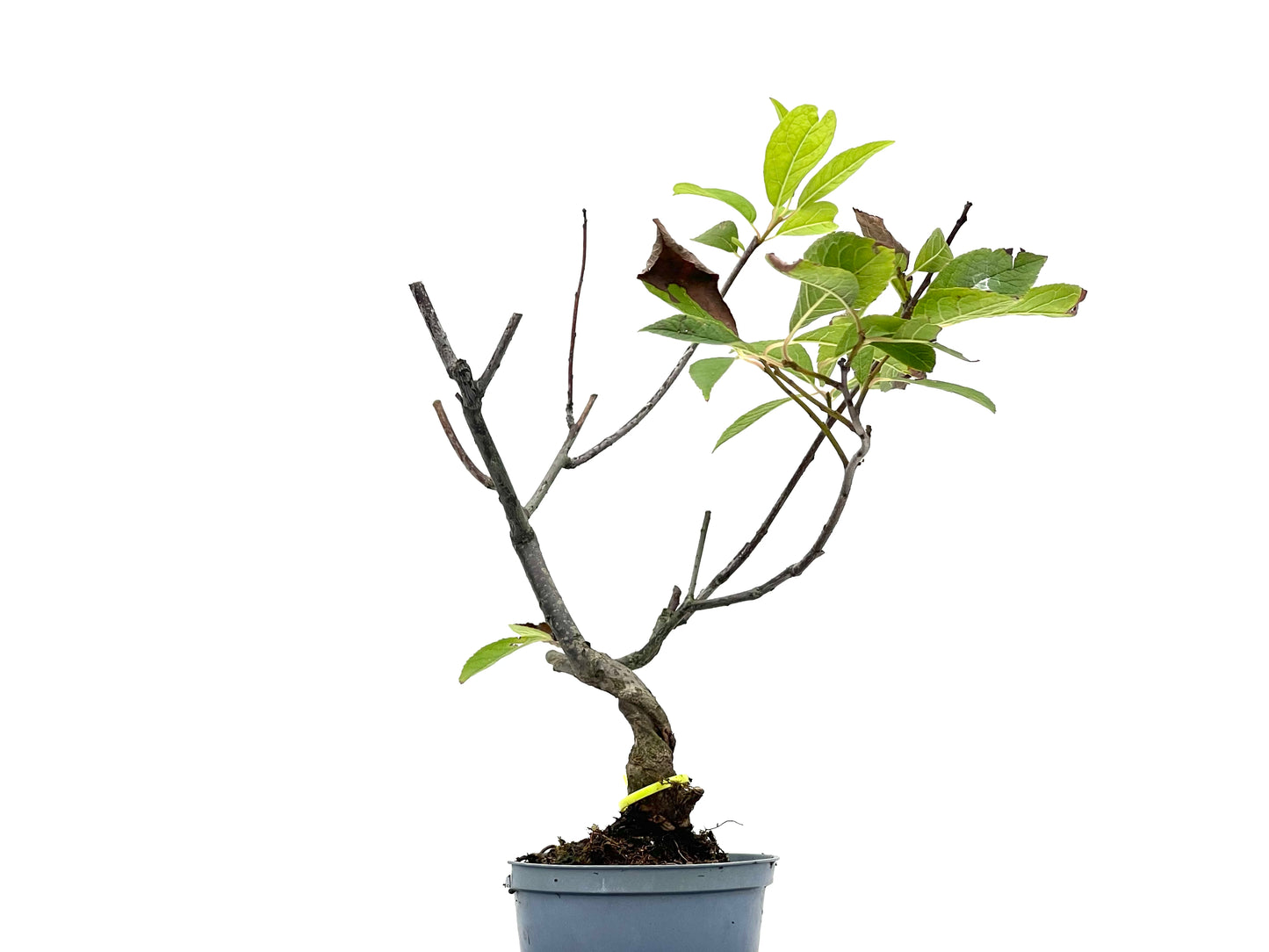 Ilex Verticillata 2743