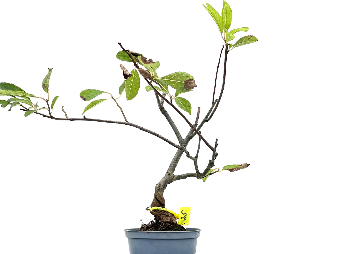 Ilex Verticillata 2743
