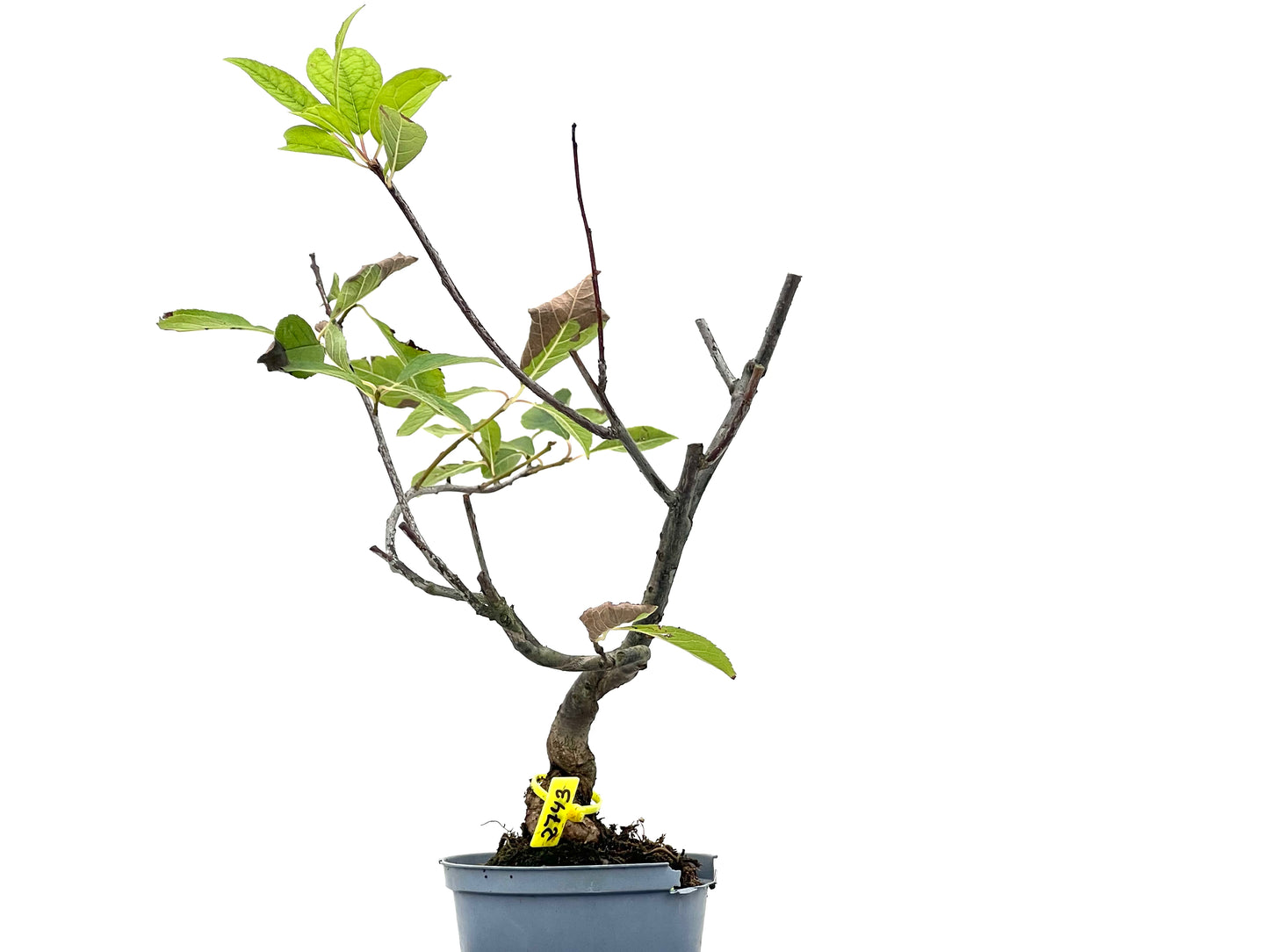 Ilex Verticillata 2743