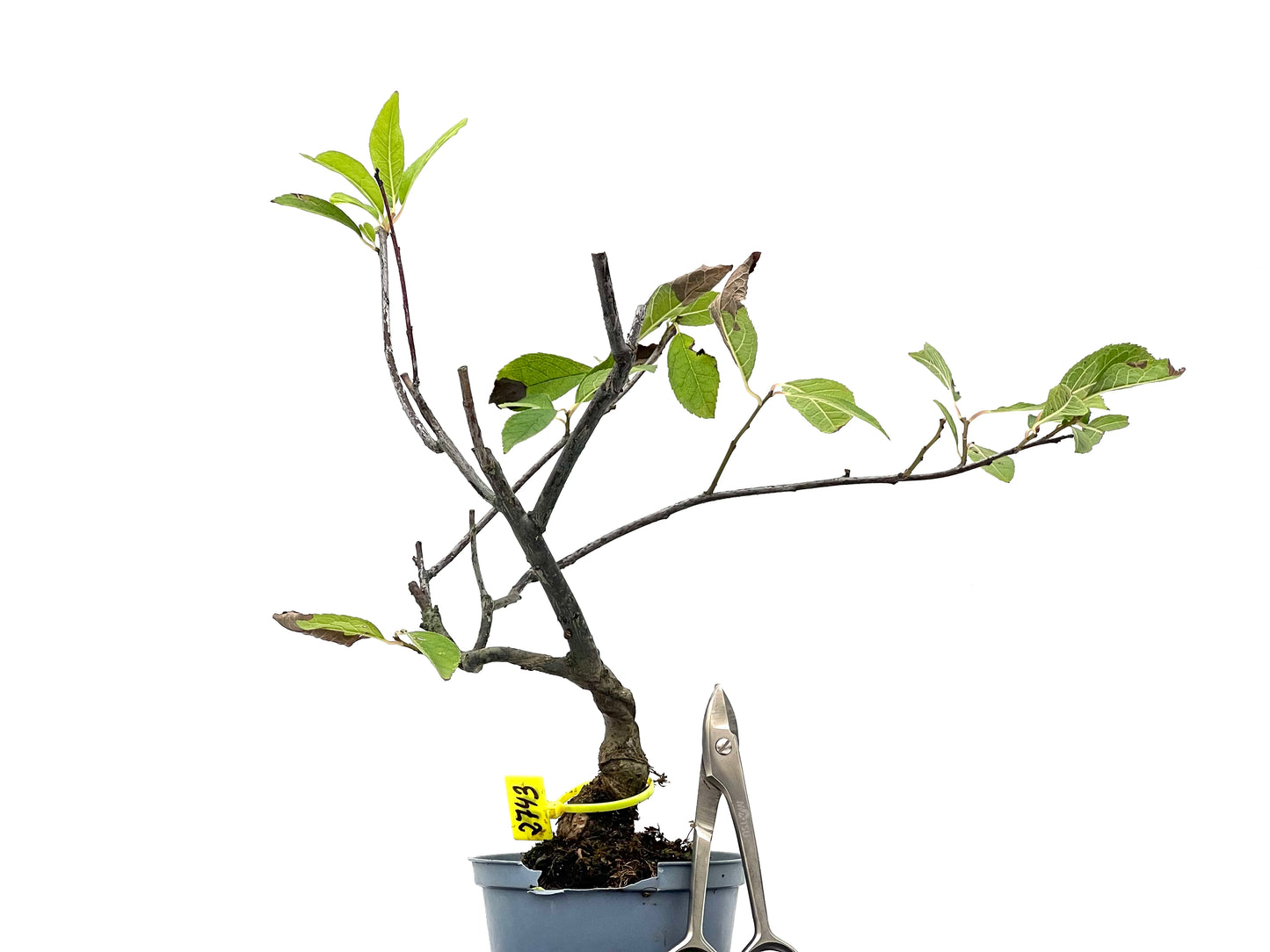 Ilex Verticillata 2743