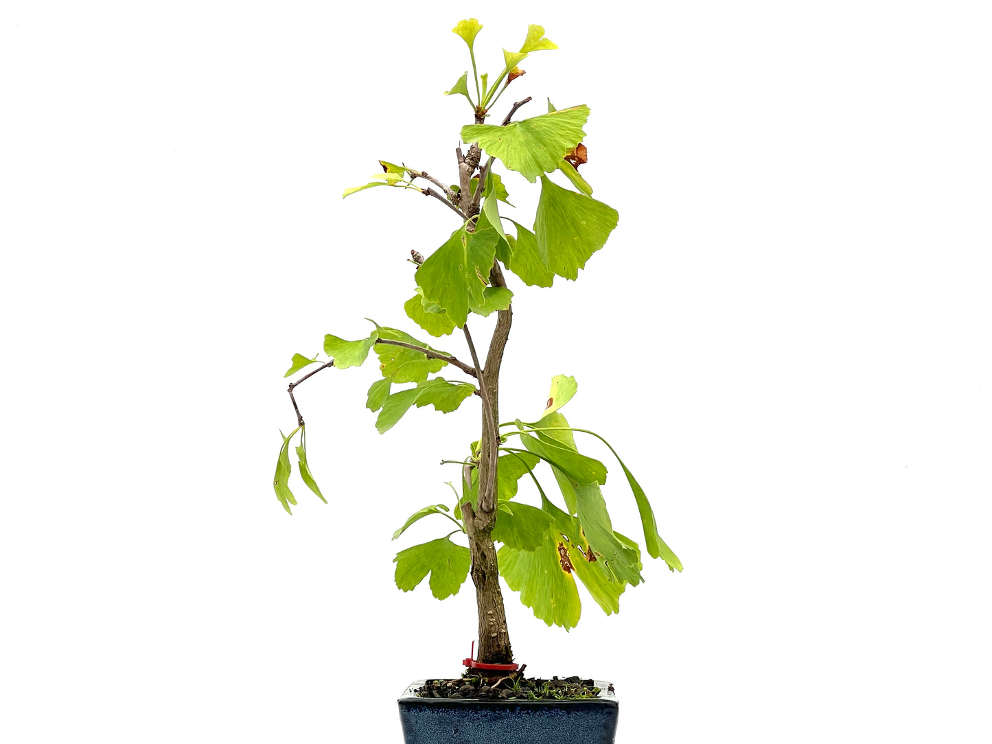 Ginkgo Biloba 2742