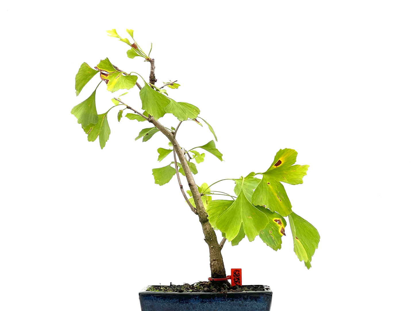 Ginkgo Biloba 2742