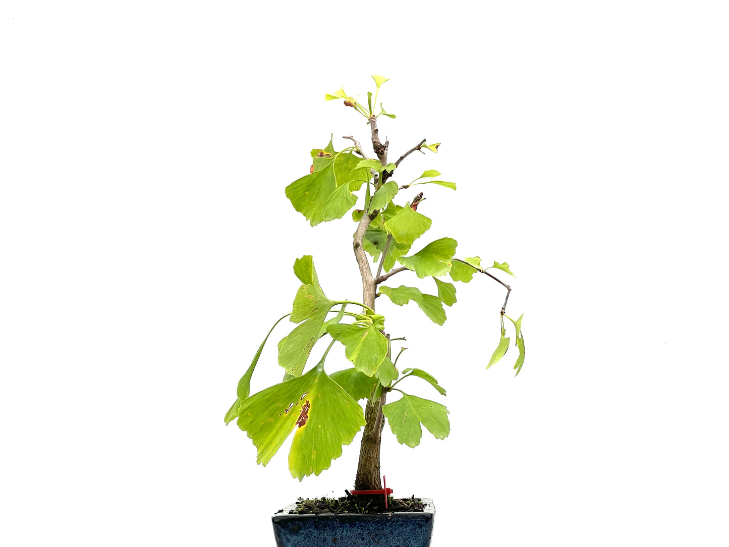 Ginkgo Biloba 2742