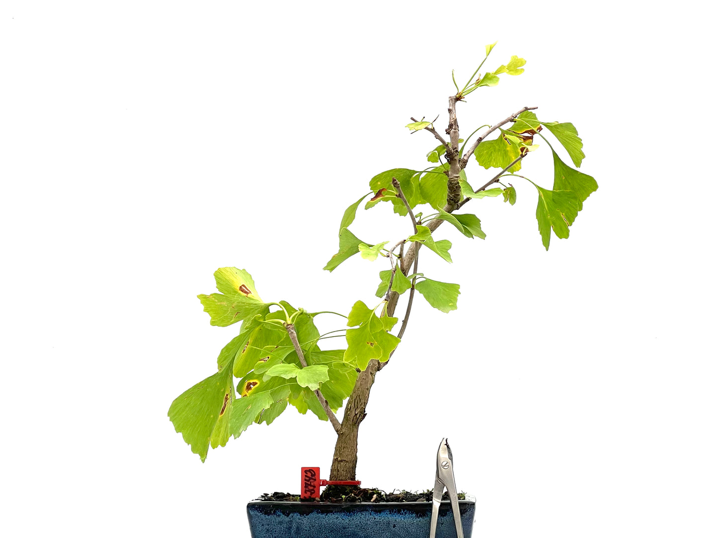 Ginkgo Biloba 2742