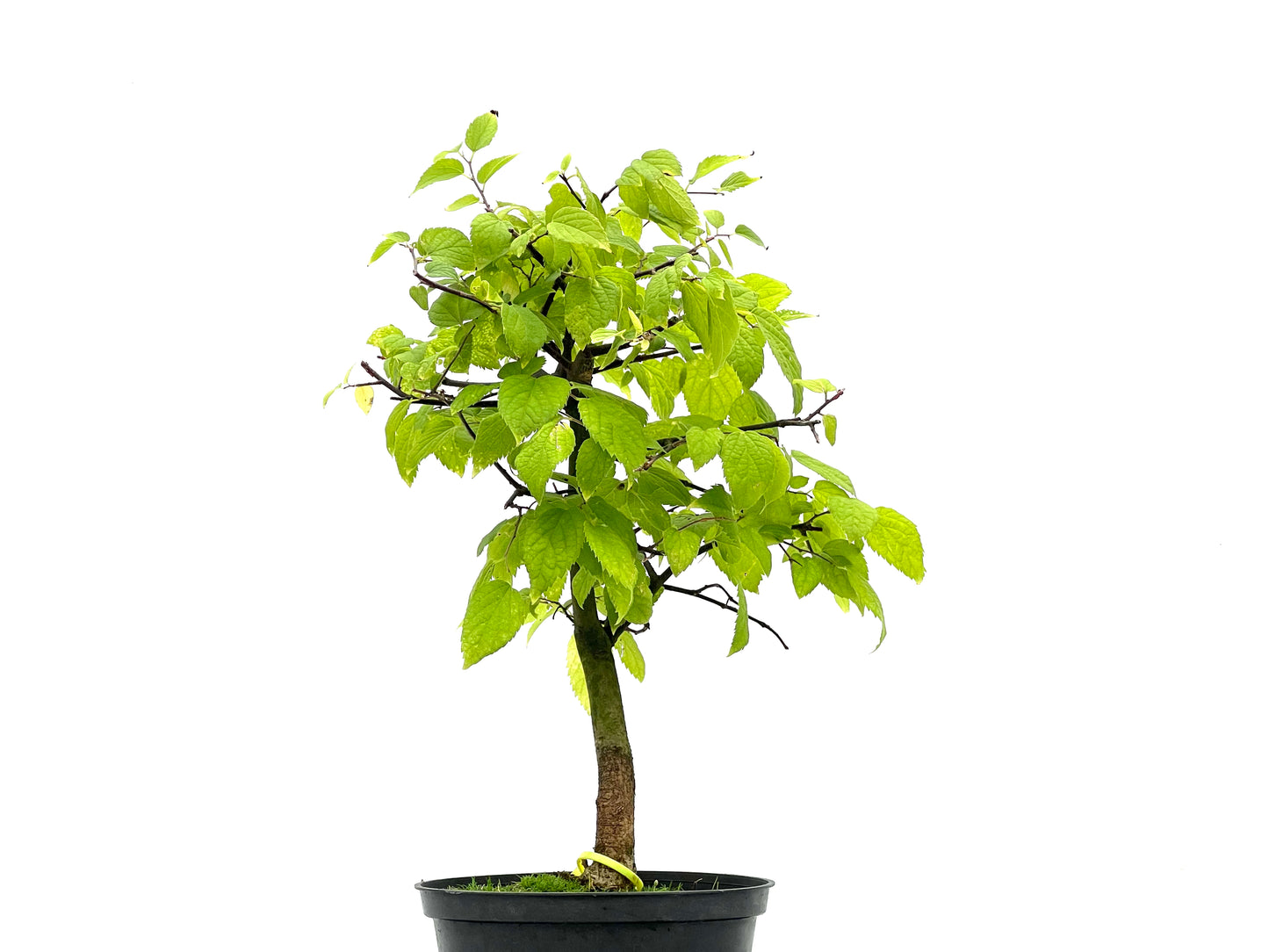 Celtis Australis 2746