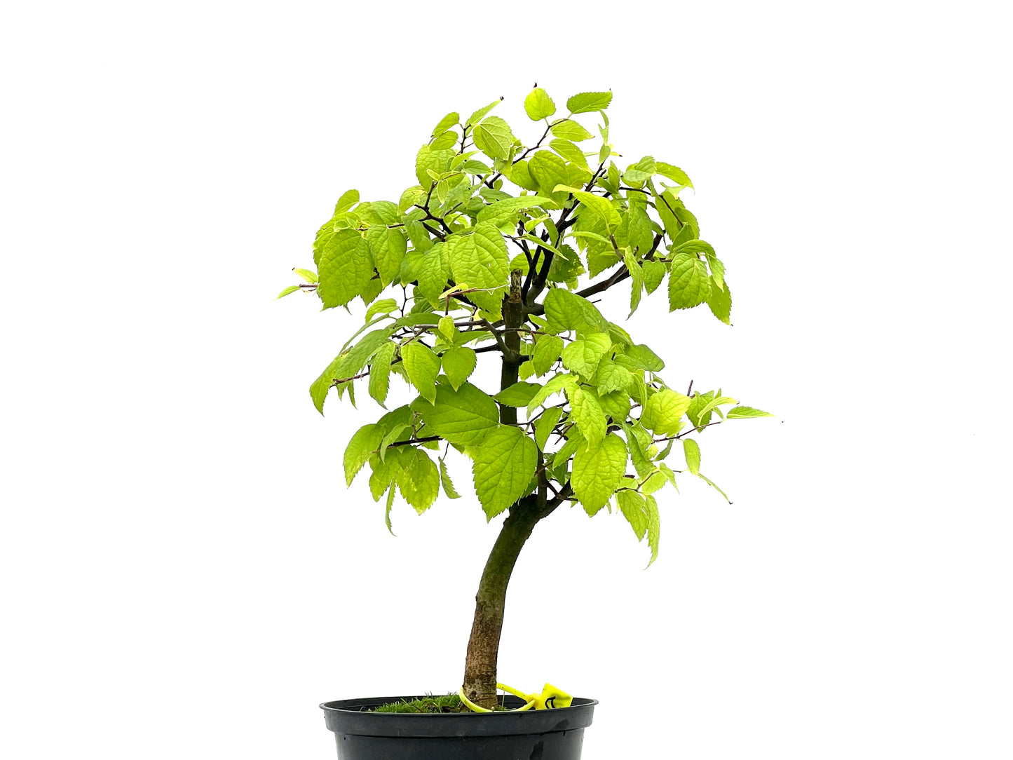 Celtis Australis 2746