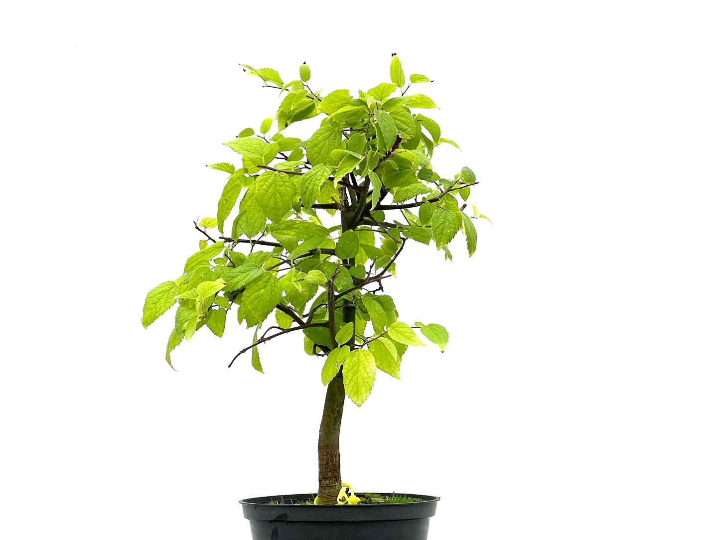 Celtis Australis 2746