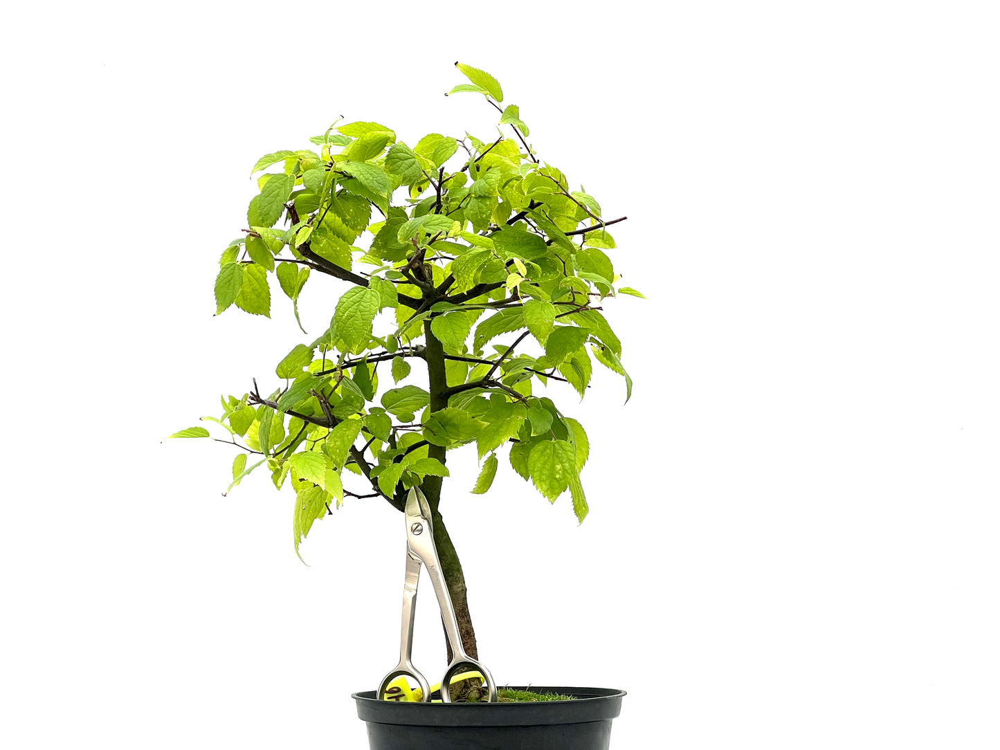 Celtis Australis 2746