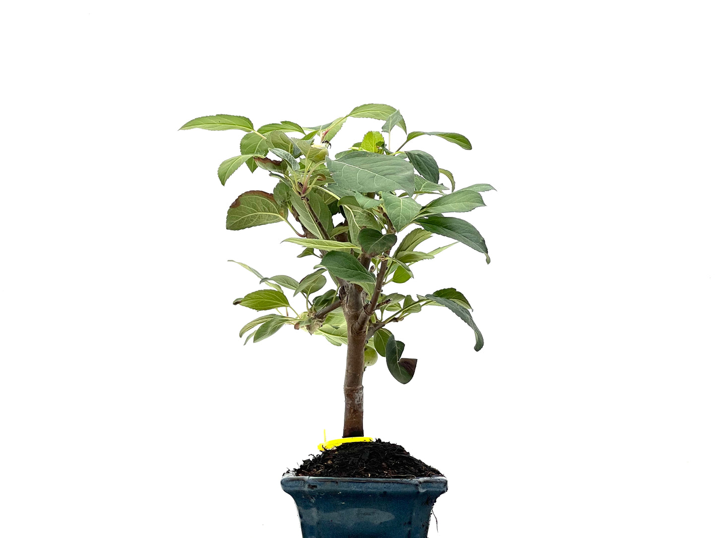 Malus Everest 2797