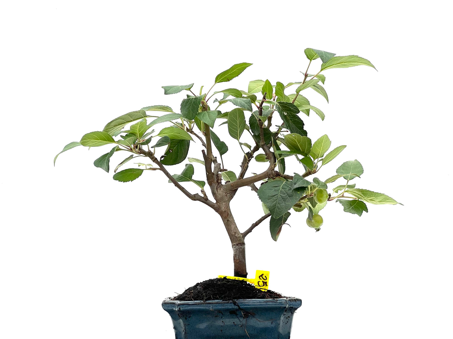 Malus Everest 2797
