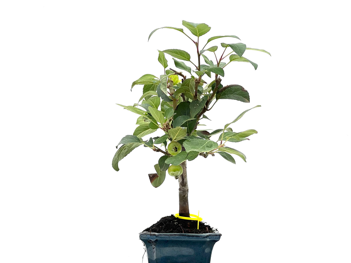 Malus Everest 2797
