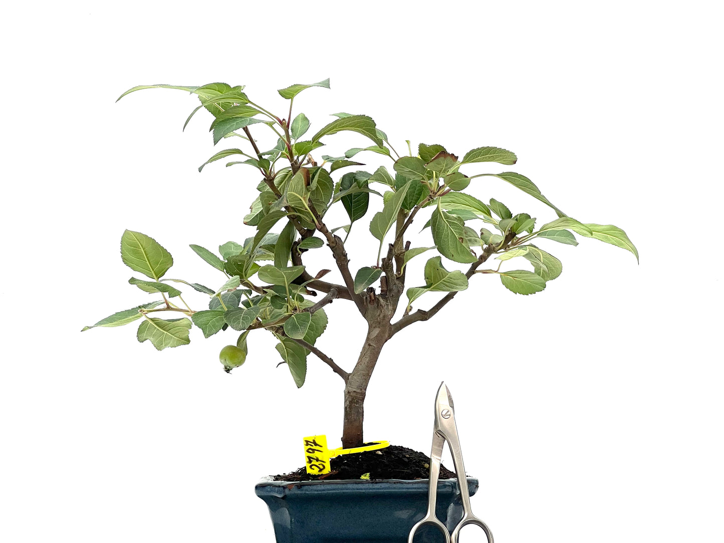 Malus Everest 2797