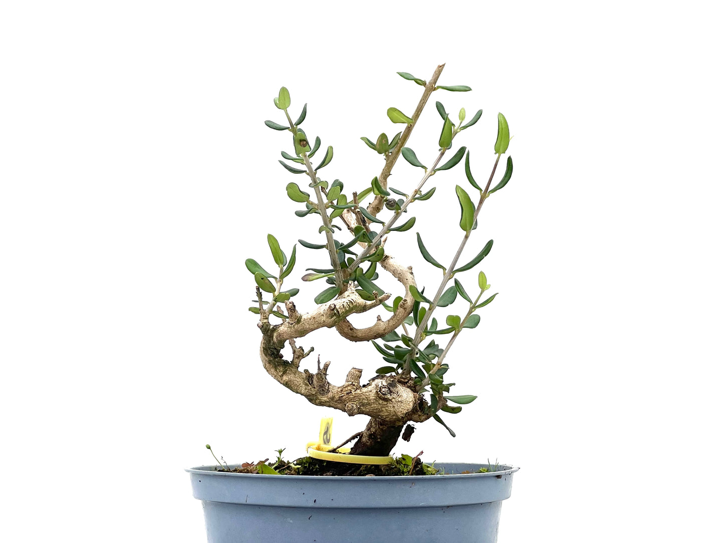 Olea Europaea Sylvestris 2745