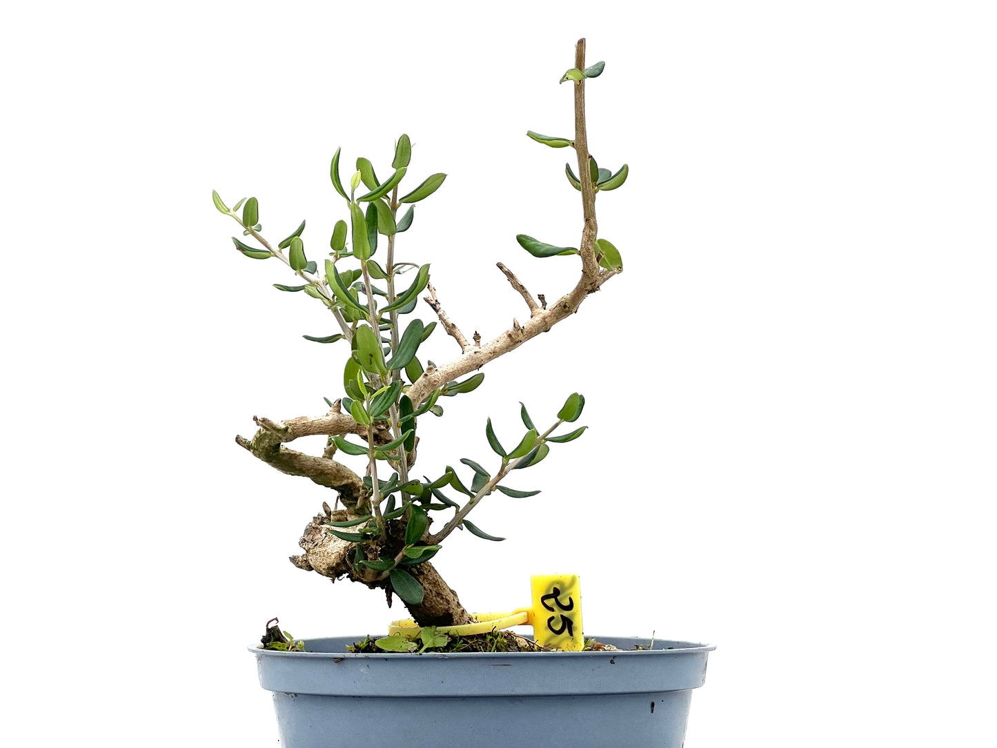 Olea Europaea Sylvestris 2745