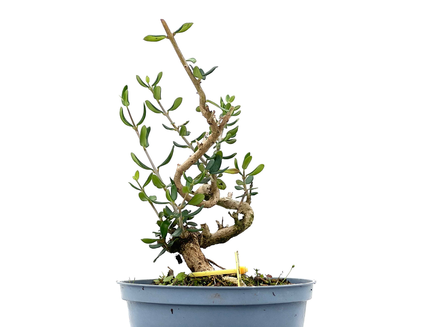 Olea Europaea Sylvestris 2745