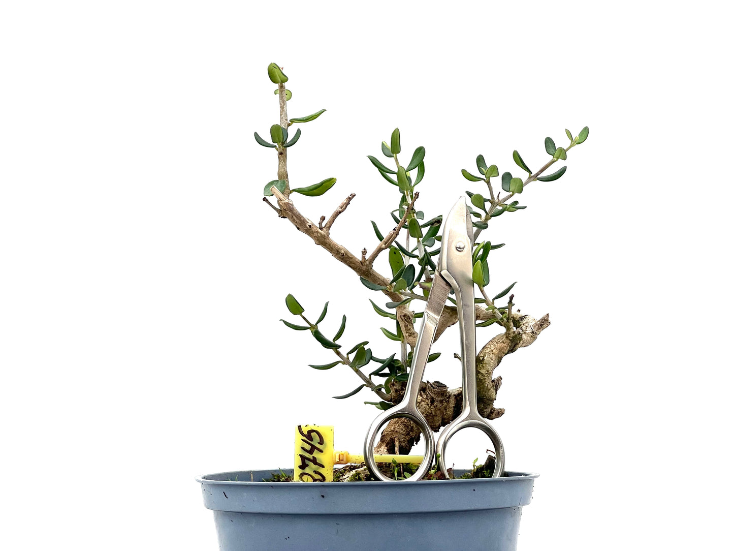 Olea Europaea Sylvestris 2745