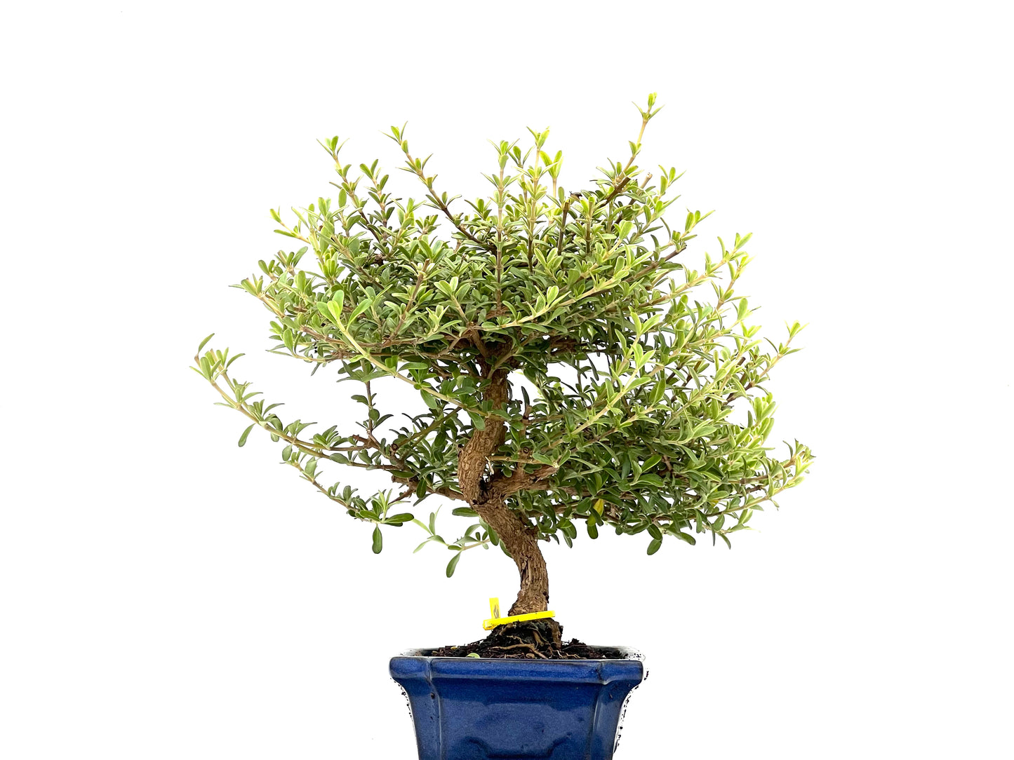 Coprosma 2799